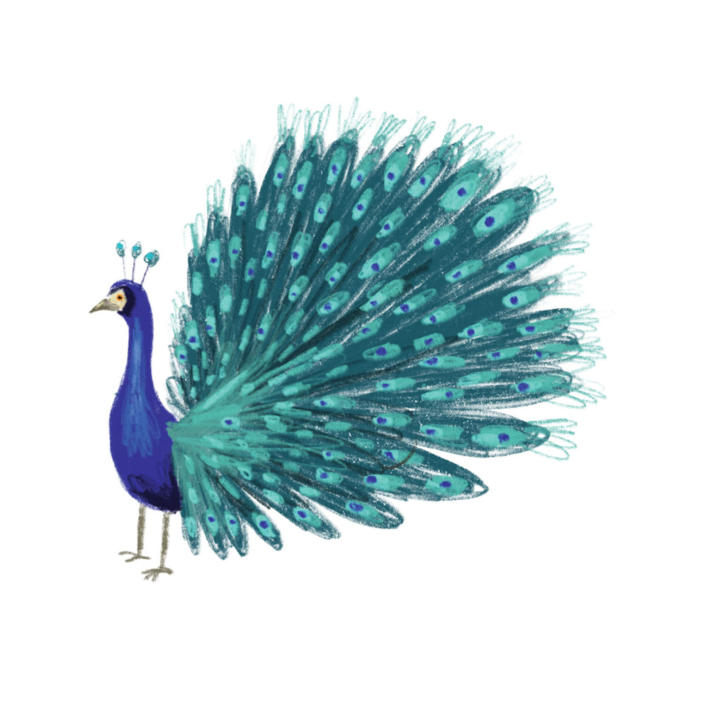 [Tattly] Blue Peacock 타투스티커
