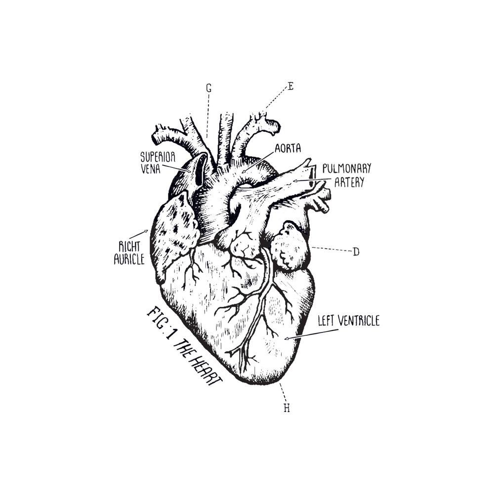 [Tattly] Heart Chart 타투스티커