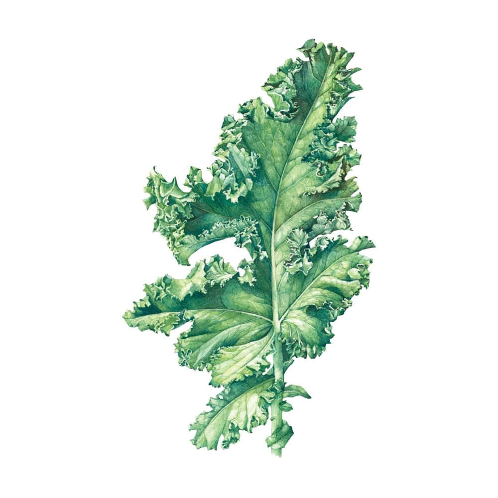 [Tattly] Kale 타투스티커