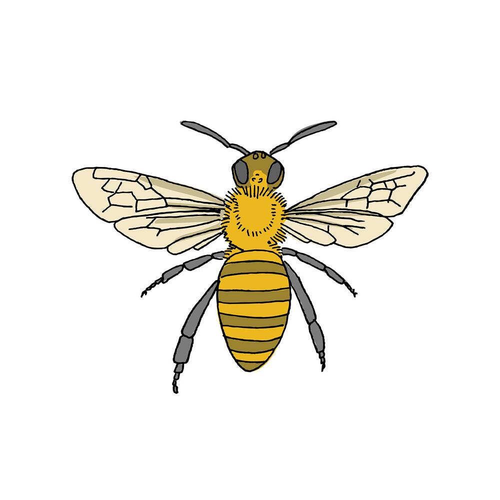 [Tattly] Honey Bee 타투스티커