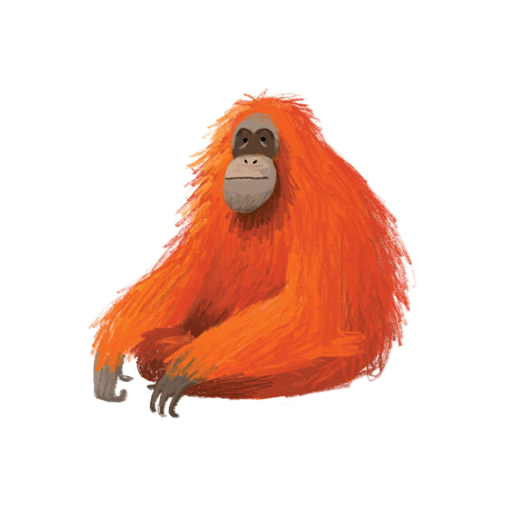 [Tattly] Orangutan 타투스티커