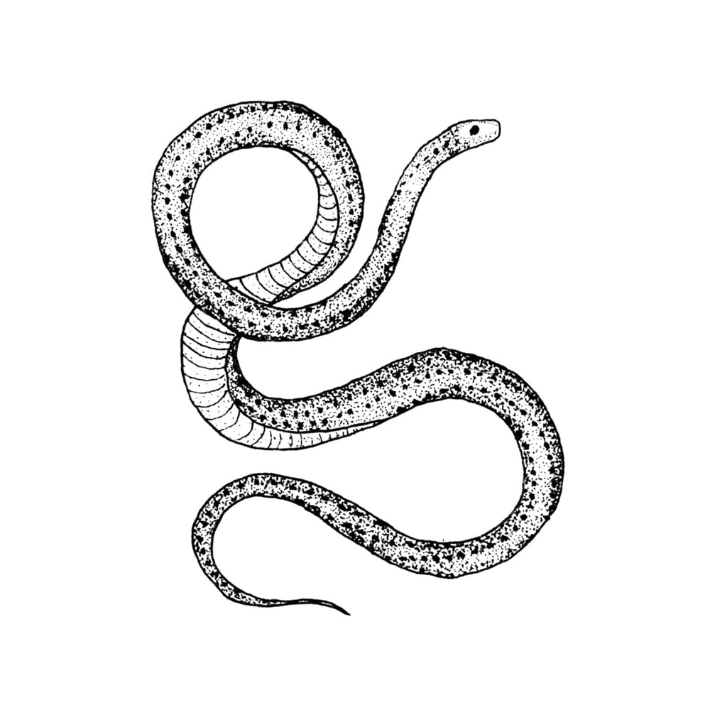 [Tattly] Serpent 타투스티커