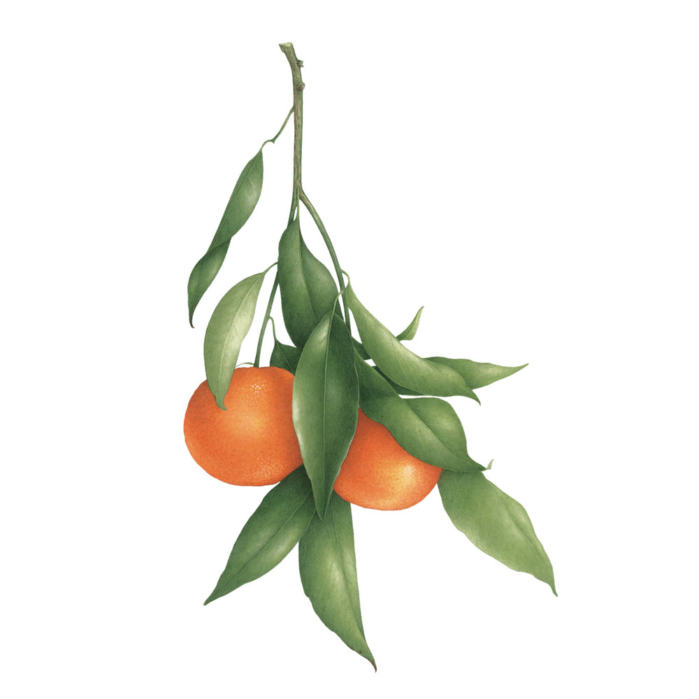 [Tattly] Clementines 타투스티커
