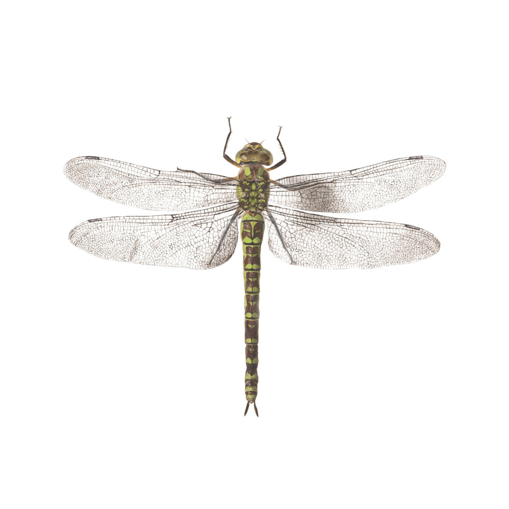 [Tattly] Dragonfly 타투스티커